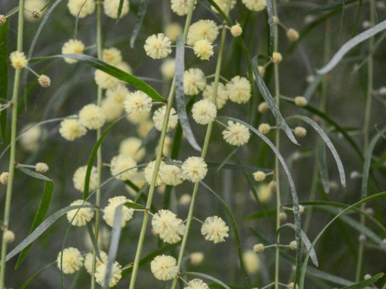 tiny puffs of pale yellow blossoms cascade down long green stems of Acacia leprosa