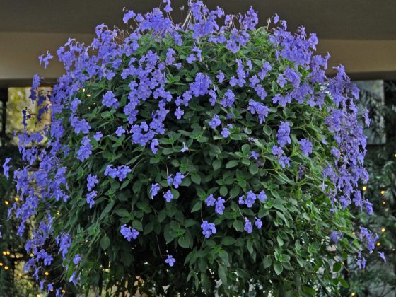Many small purple flowers growing in an orb