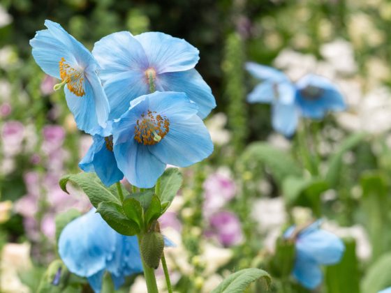 closeup of blue blossoms with yellow-gold centers