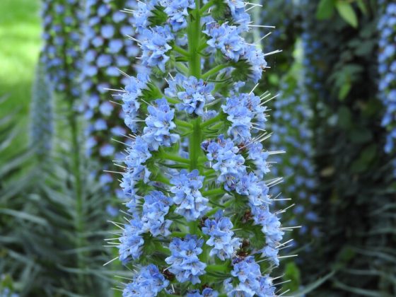 Tall, spikes of small blue flowers facing all directions 