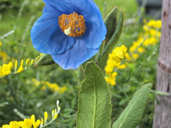 Single blue flower with orange stamens