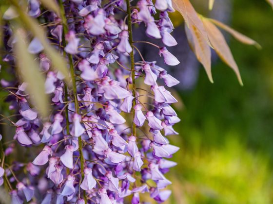 closeup of individual small pale-purple wing-shaped flowers of wisteria, on long cascading branches