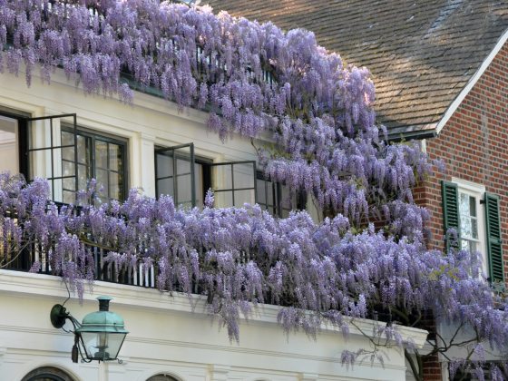 Vines with long, purple draping flowers growing along the house top of the house