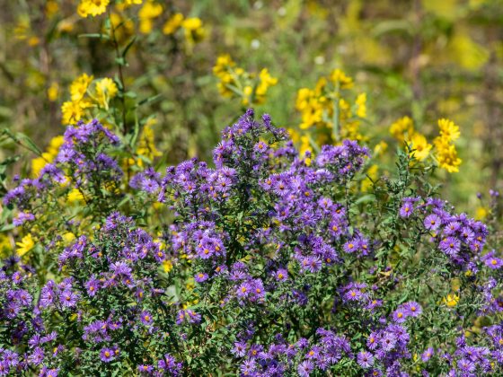 purple asters in front of yellow flowers