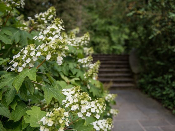Panicles (cone-shaped clusters) of white flowers and deep green oak-leaf-shaped foliage line a garden path and stairway.