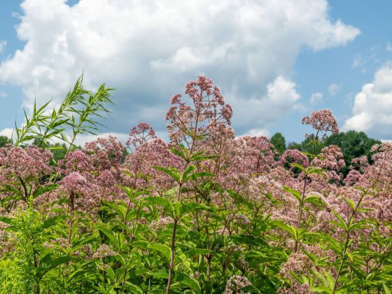 Pink clusters of Joe-Pye-weed blooms stand tall in a meadow landscape against a blue sky studded with large white cumulus clouds.