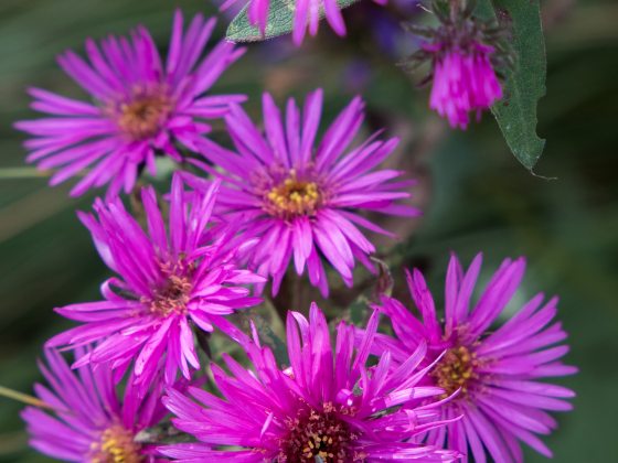 Closeup of  bright pink-purple asters with golden yellow centers.