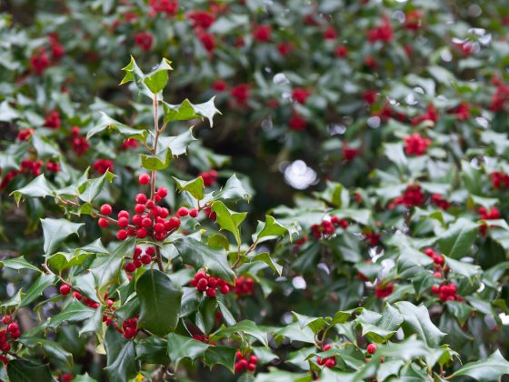 Deep green leaves with spines adorned with bright red berries