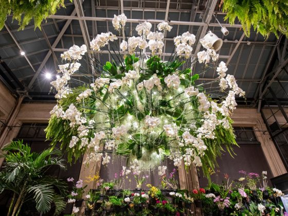 A hanging basket of hanging white orchids