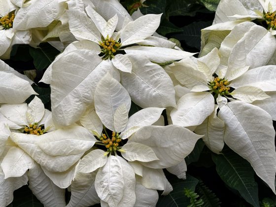 Closeup of white poinsettias.