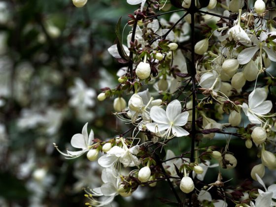 A plant with white and brown leaves