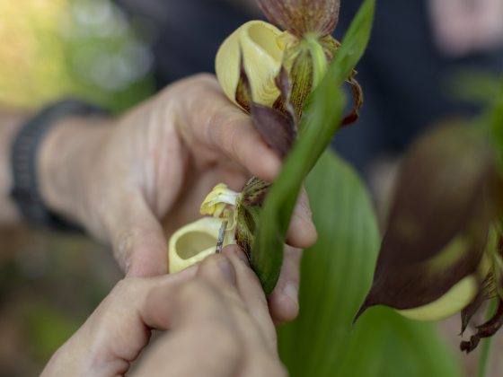 Closeup of person's hands holding and possibly collecting pollen from a yellow lady's slipper orchid.