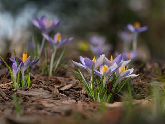 Clusters of purple crocuses with yellow centers poke through mulch