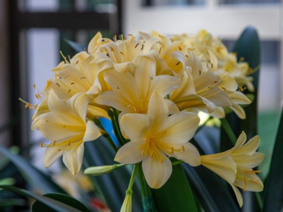 A flower with green and cream white leaves