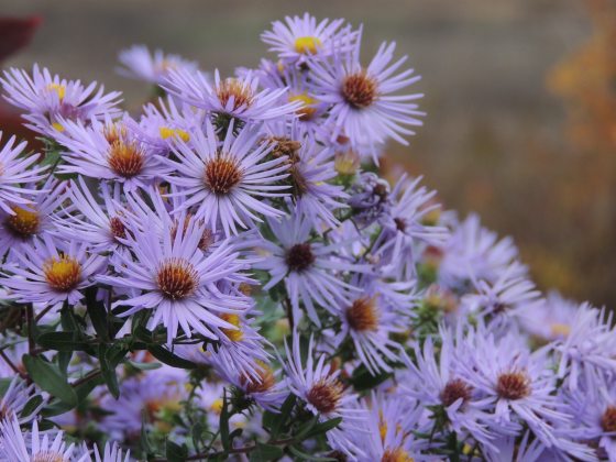 Closeup of lavender-colored asters with golden centers.