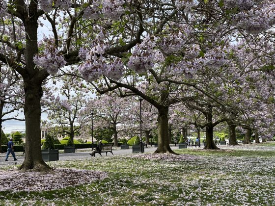 Large drooping lavender-colored blooms of paulownia trees cover the trees and the lawn along a garden walkway.