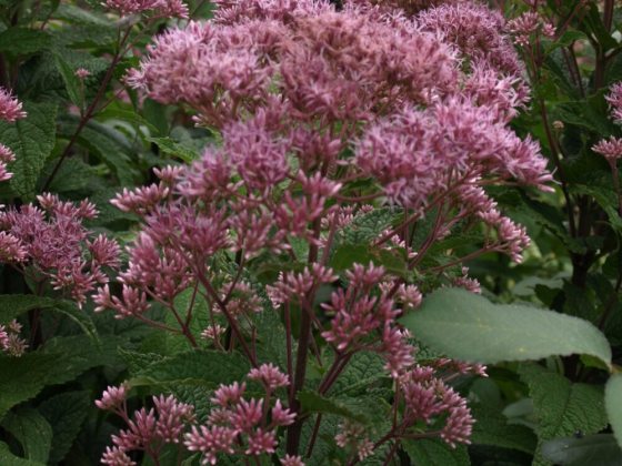Light pink flower grouping.