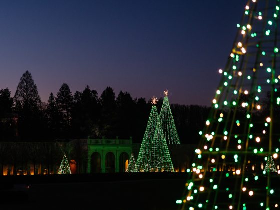 Tall conical trees constructed of strings of green and white Christmas lights and topped with white stars stand brightly against a warmly lit arched stone wall and backdrop of evergreen trees in the deepening dusk.