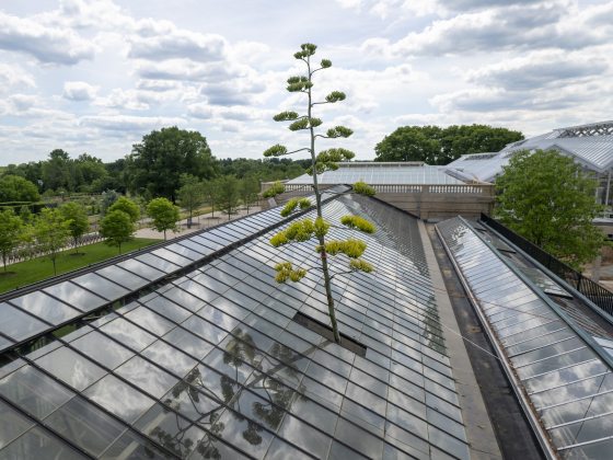 A tall stem of an agave in bloom, with clusters of small yellowish-green fleshy buds and flowers, reaches toward the sky through an open window panel in a conservatory roof.