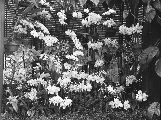 A black and white photo taken in 1967 of blooming orchids in pots in Longwood's historic Orchid House.