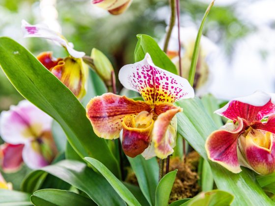 A vibrant orchid blooms in colors of pink, purple, white, and yellow. 