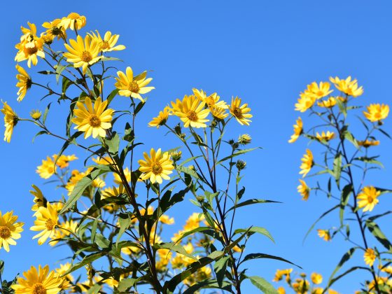 Small yellow sunflowers on tall thin stems against a bright blue sky.