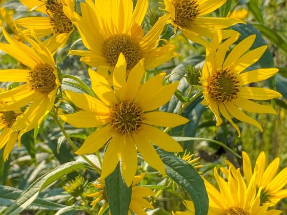 Yellow flower inflorescences against green foliage