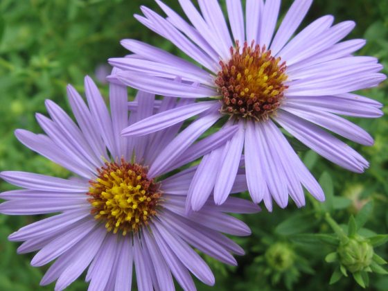 Purple flowers against a green background