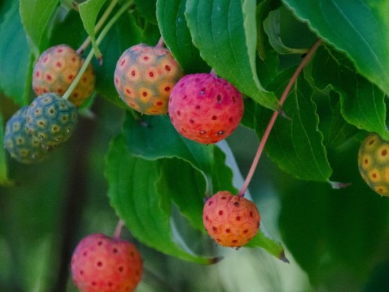 Red and green Dogwood fruits against green leaves