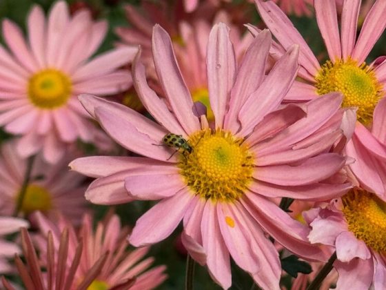 Pink and yellow flower inflorescence with a beetle in the center