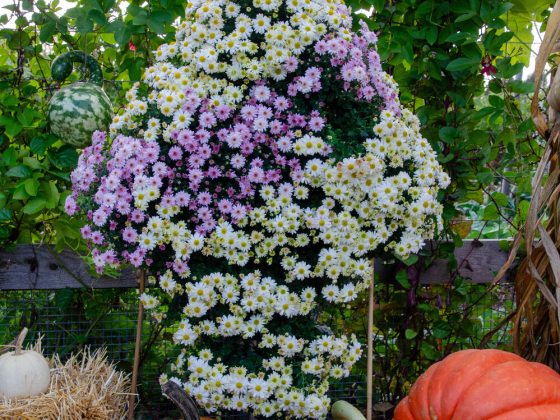 Topiary form of small white and purple chrysanthemum flowers