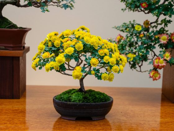 A tree of small yellow pom-like chrysanthemum blooms grows in moss-covered soil in a small container on a wooden table.