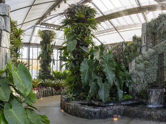A winding path cuts through a glasshouse filled with bold tropical leaves, finely textured glaucous plants, and columns of stone and plantings.
