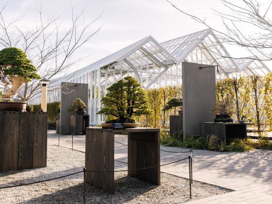 Stately bonsai trees are displayed outdoors atop dark brown wooden stands, with the pointed arches of a large glass conservatory in the background