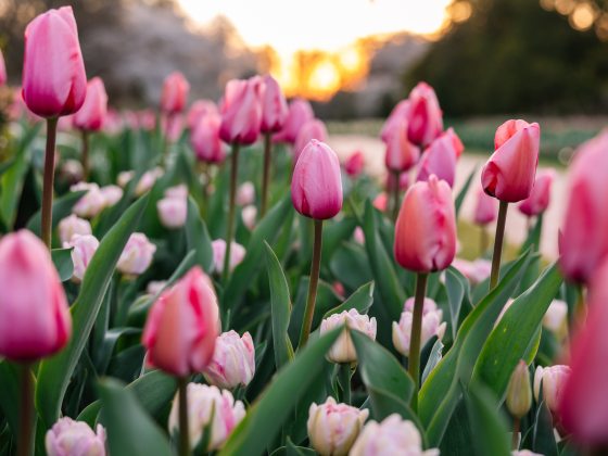 Closeup of bright pink tulips amid green leaves, with golden sun on the horizon.