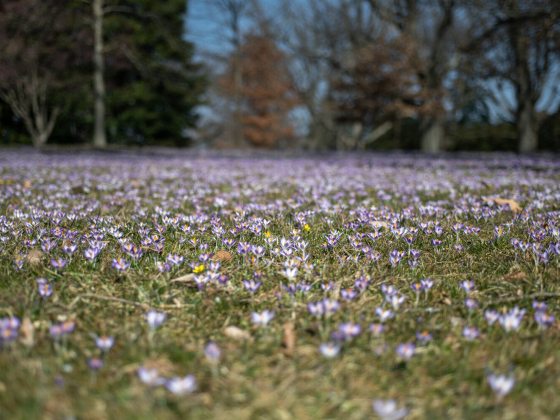 Many small light purple crocus flowers blooming in the lawn