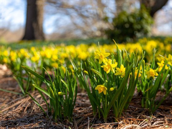 Yellow flowers with orange corona 