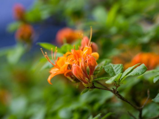 Closeup of bright orange flower amid green foliage.