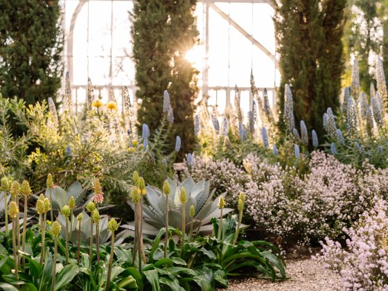 Spikes of pale blue and light green blossoms rise up from green foliage and pale tiny white flowers along a gravel path amid tall thin evergreens in a glass house with low sunlight streaming through.