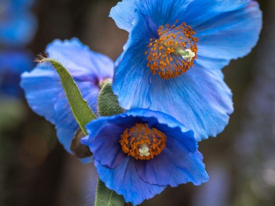 Single blue flower with orange stamens