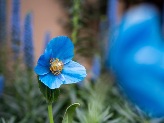 poppy flower with deep sky-blue petals and yellow stamens