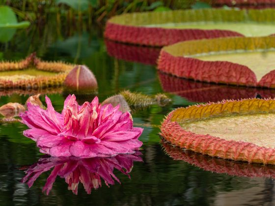 A pink water-platter bloom next to large green water-platters in a pool.