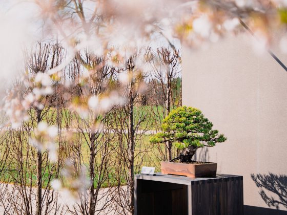 Outdoor bonsai viewed through overhanging branches of cherry blossoms.