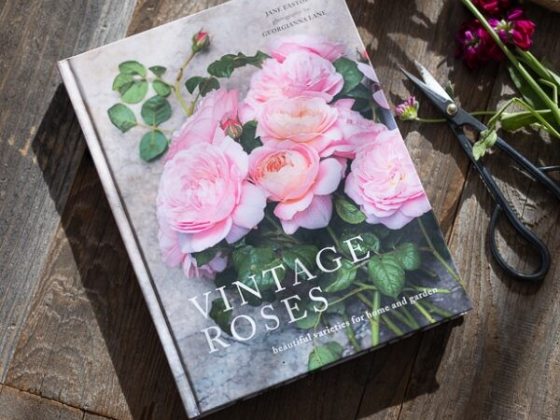 A book titled Vintage Rose with large pink roses on the cover. 