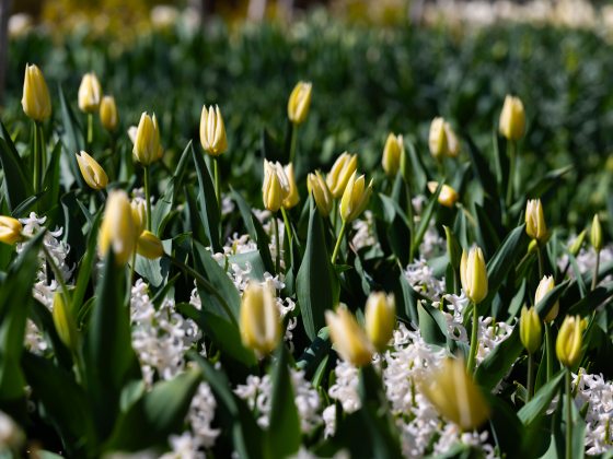 Closeup of yellow tulip buds amid dark green foliage and white hyacinth.