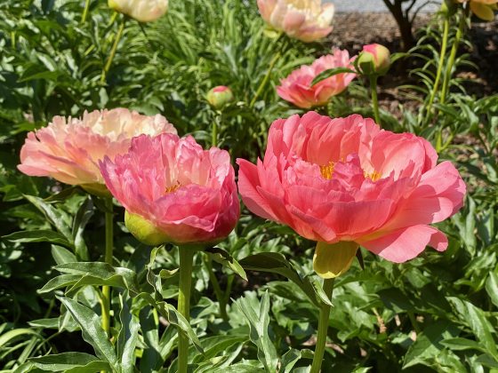 Closeup of coral-colored peonies amid green foliage.