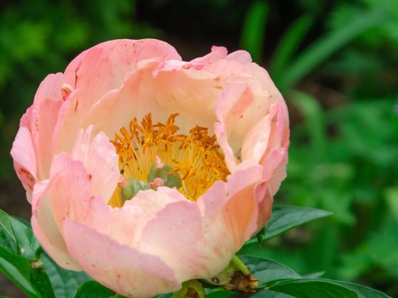 Vibrant semi-double coral-peach colored flowers that gradually fade to softer shades of apricot and cream as they age.