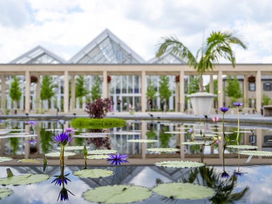 Reflective pools with purple waterlilies in the foreground, with glass greenhouses in the background under a cloudy sky.