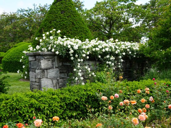 White roses cascade over a gray stone wall, with coral-colored roses in the foreground and topiaries in the background.