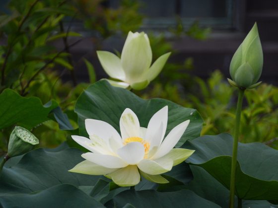 Closeup of a white lotus flower with yellow center amid large dark green roundish leaves